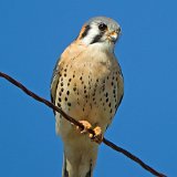 12SB2132 American Kestrel
